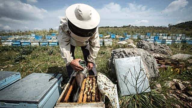 Dünyadaki bal sektörü İstanbul ’da tartışılacak
