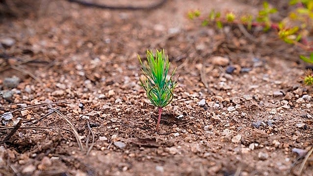 Elite World Hotels&Resorts ve Ecording’ten doğa dostu işbirliği  