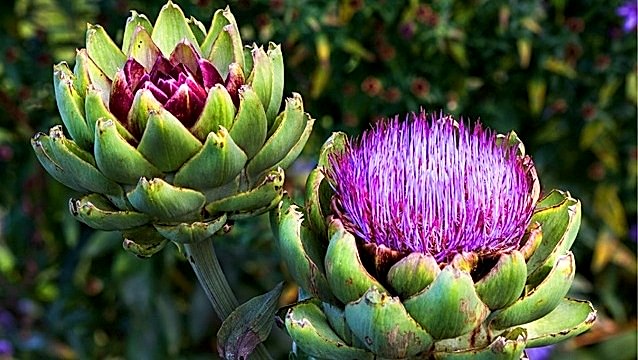 İspanya’da zeytinyağı, Amerika’da enginar mafyası