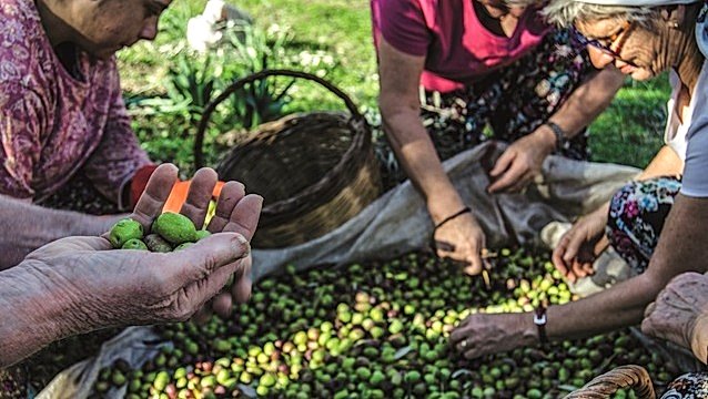 Komili, kadın zeytin çiftçileri yetişiyor