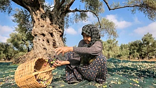 Zeytin ağacının cildimize şifası